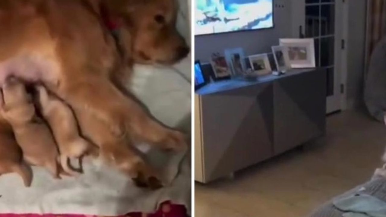 Un video viral de golden retrievers genera humor y reflexiones sobre la vida familiar