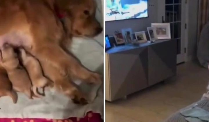Un video viral de golden retrievers genera humor y reflexiones sobre la vida familiar