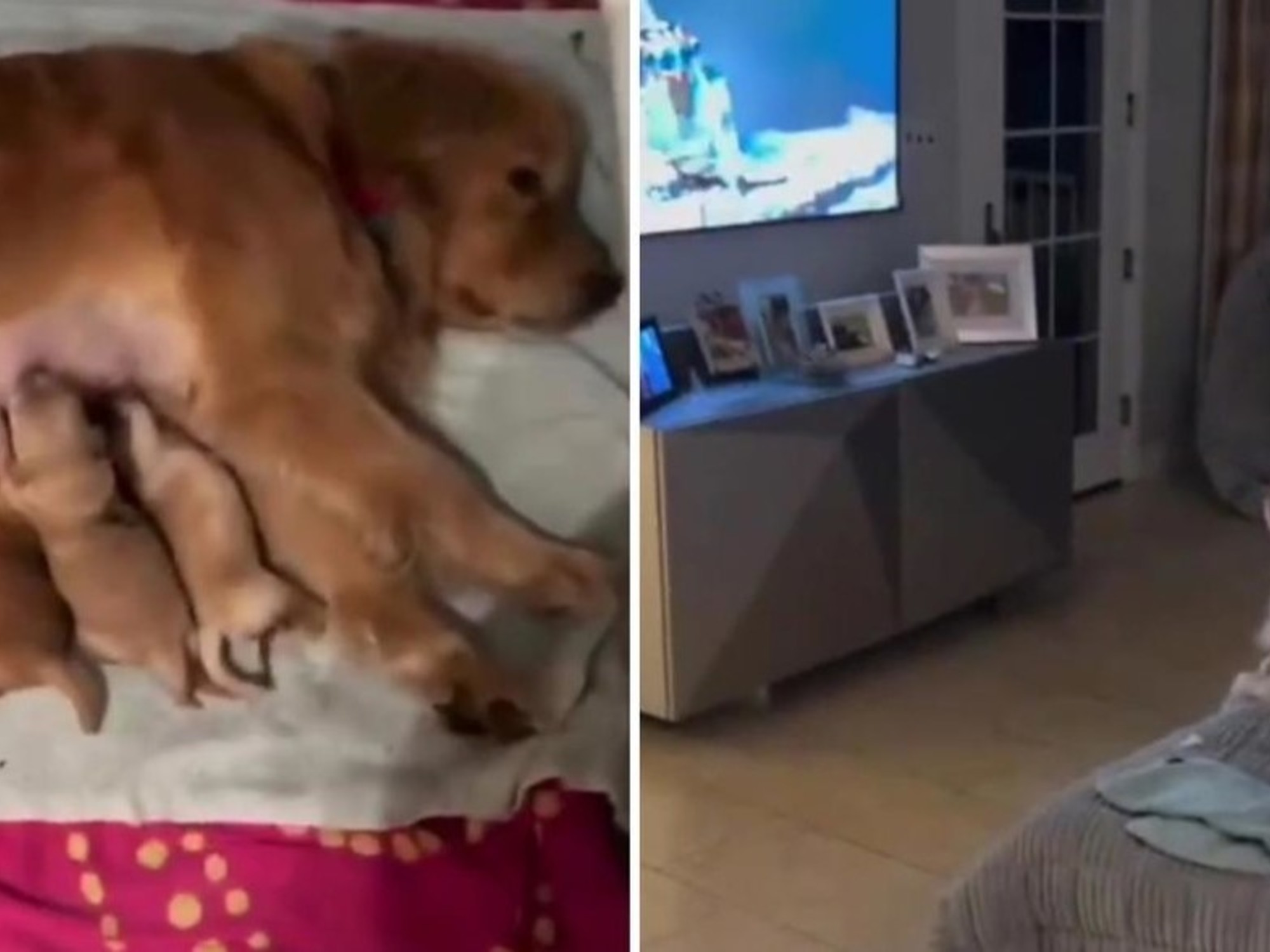 Una mamá golden retriever amamantando a sus cachorros en una cama improvisada.