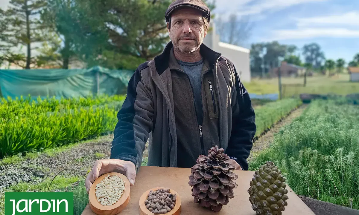 El “oro blanco” que se cultiva en la costa bonaerense: la historia de un fruto seco de lujo y su producción en Argentina