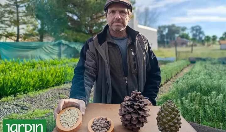 El “oro blanco” que se cultiva en la costa bonaerense: la historia de un fruto seco de lujo y su producción en Argentina
