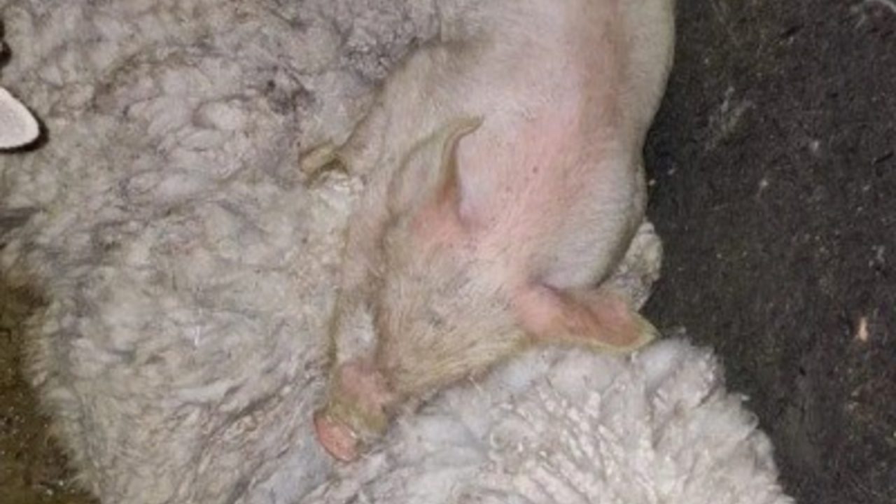 Allanan templo umbanda en Quilmes y rescatan animales que iban a ser sacrificados