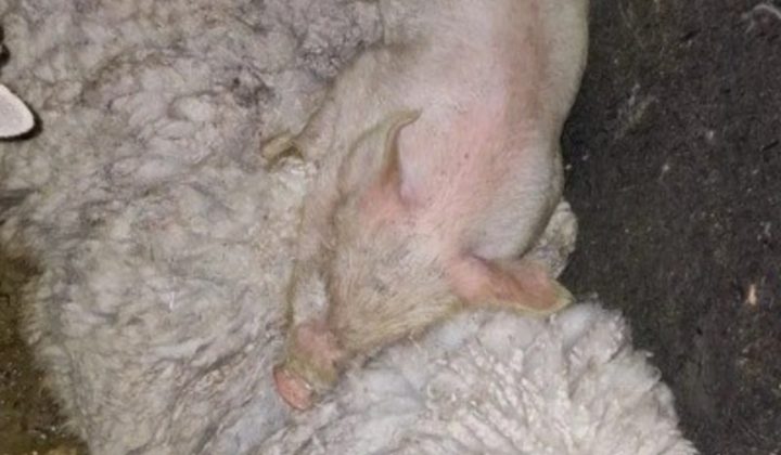 Allanan templo umbanda en Quilmes y rescatan animales que iban a ser sacrificados