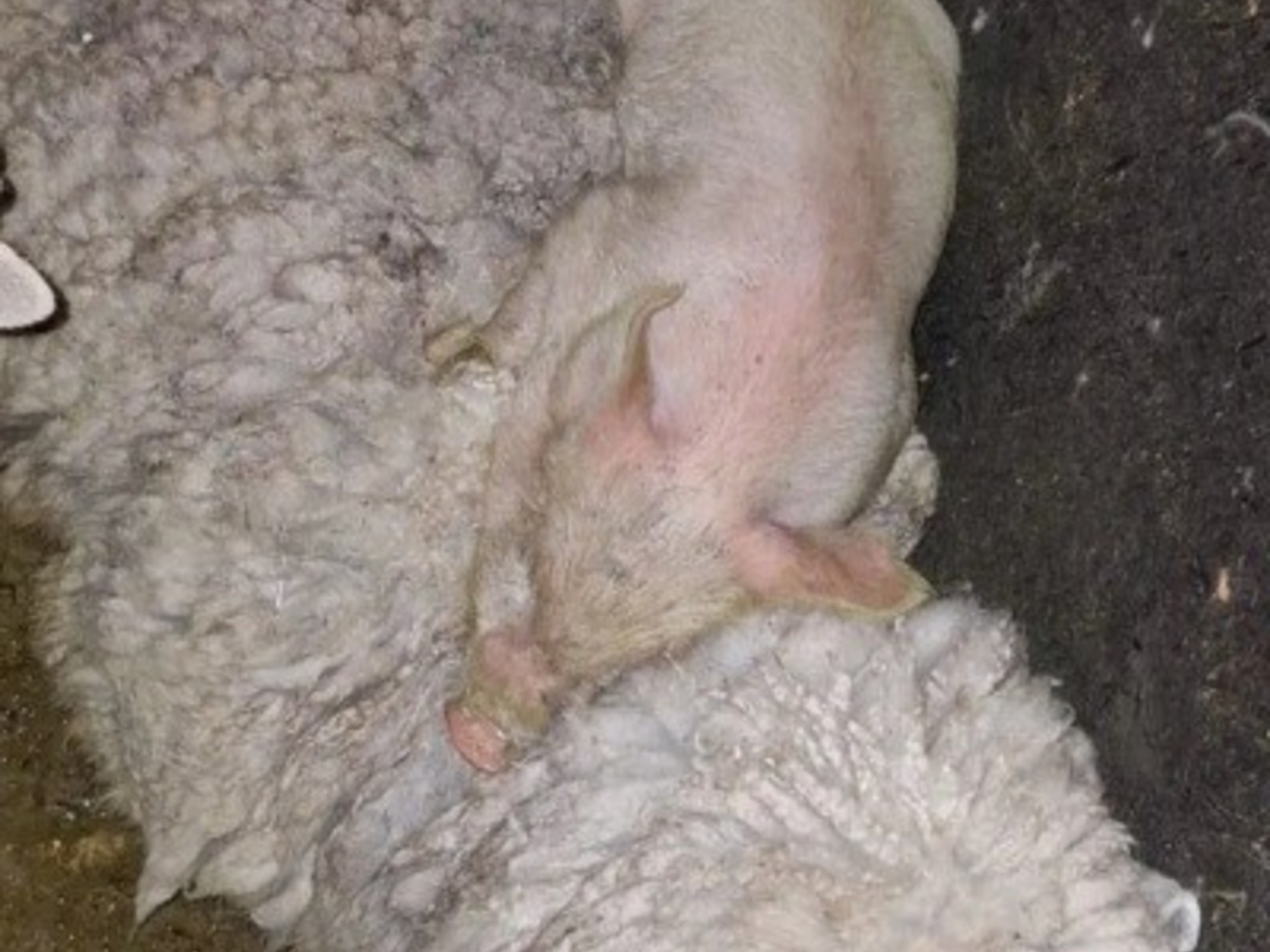Personal de Zoonosis y proteccionistas rescatando animales de un predio en Quilmes.