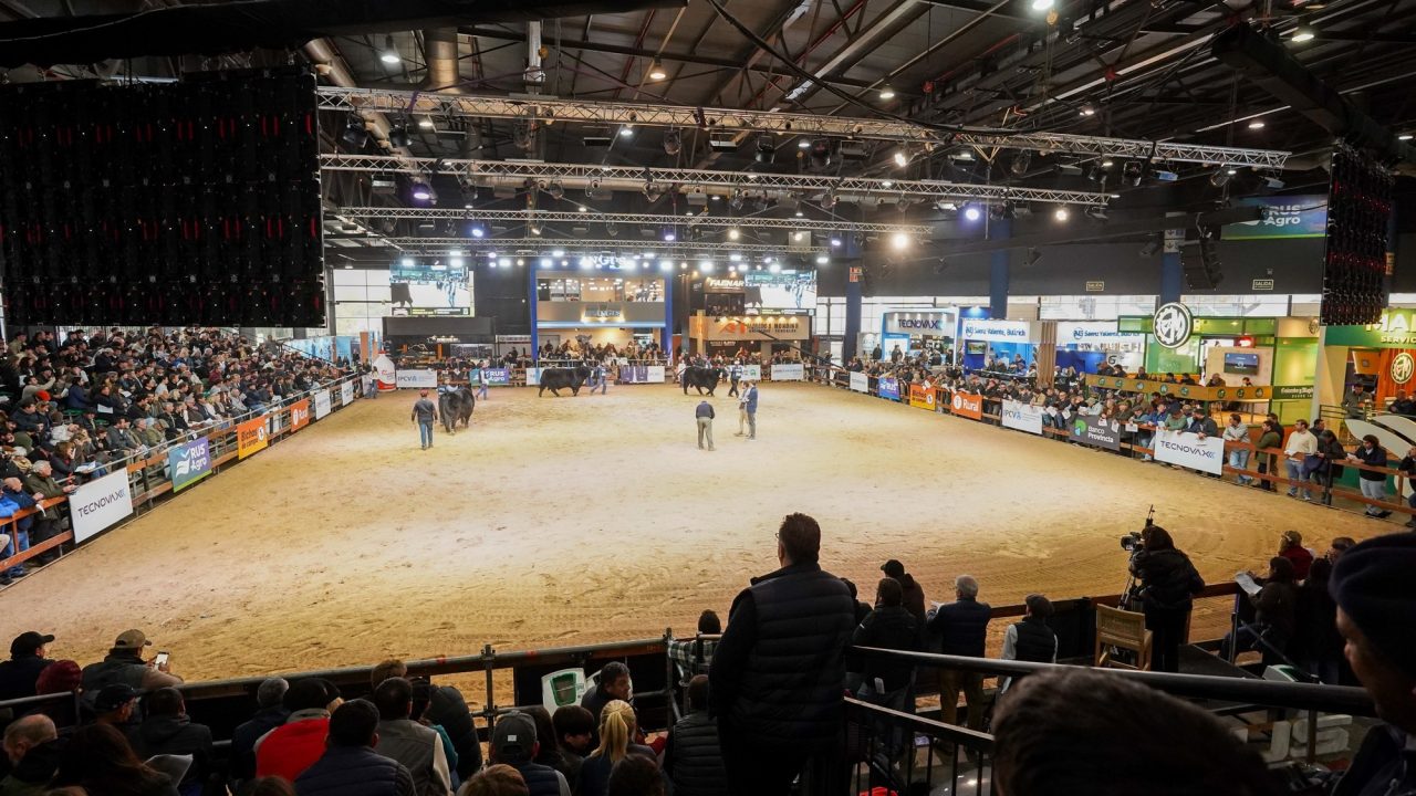 Expo Angus de Otoño: un motor de negocios y genética bovina en Palermo