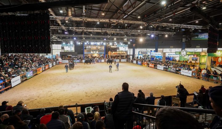 Expo Angus de Otoño: un motor de negocios y genética bovina en Palermo