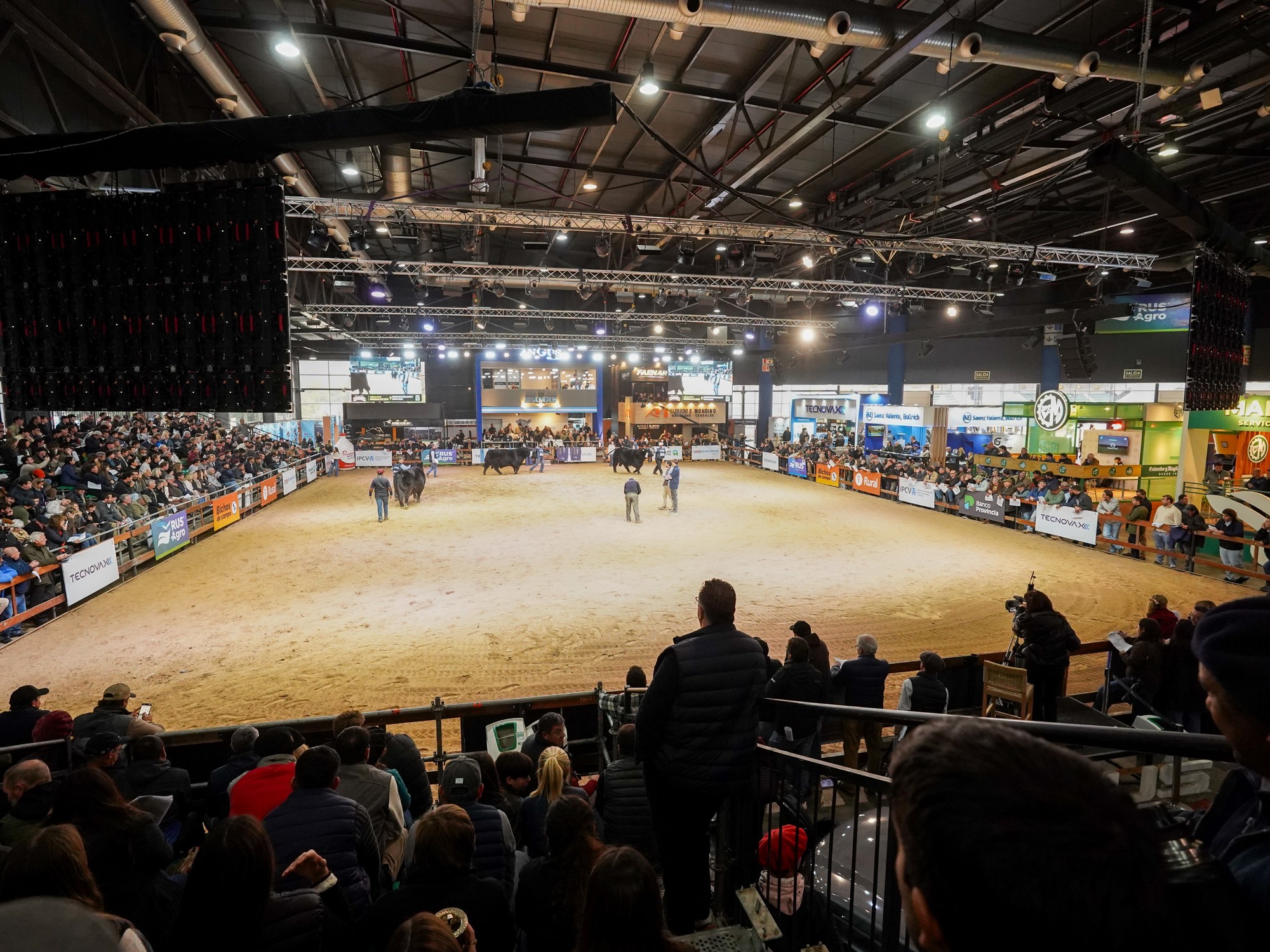 Imagen de reproductores bovinos Angus en la pista de la Expo Angus de Otoño en Palermo, Argentina.