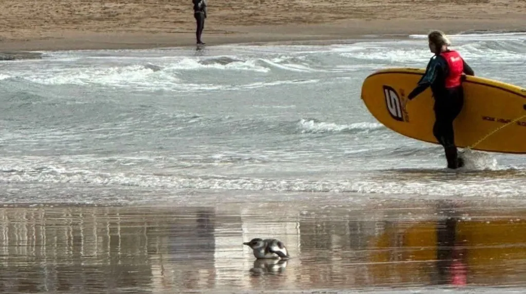 Pingüino apareció en Mar del Plata: especialistas piden no intervenir y explican el fenómeno