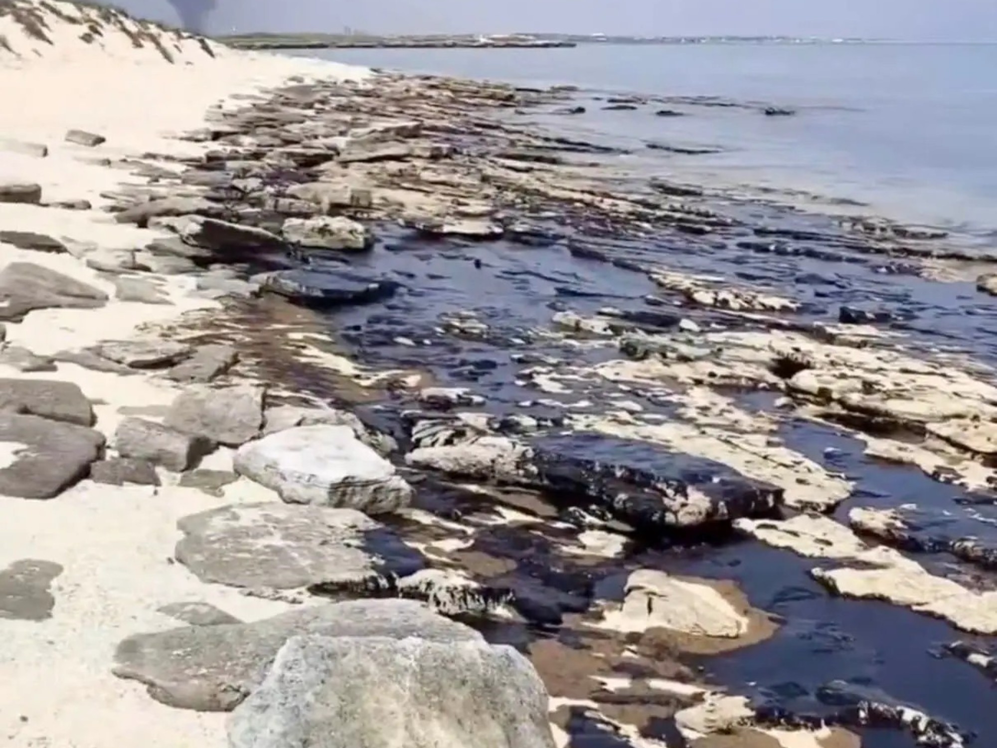 Pájaros, tortugas y cangrejos cubiertos de alquitrán en la costa de la isla Shidvar tras un derrame de petróleo.