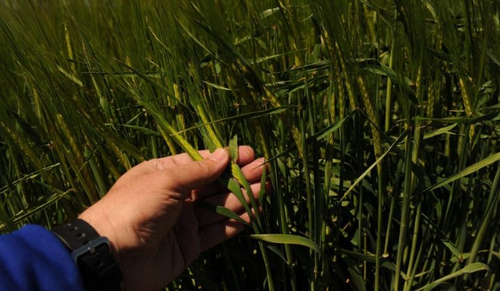 Nuevas tecnologías para el trigo: Desafíos sanitarios y económicos en la campaña fina argentina