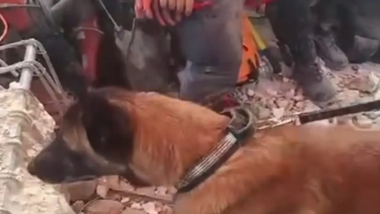 Un equipo de rescate argentino, con la invaluable ayuda de un perro llamado Bart, logró un hito conmovedor en medio de la tragedia que azota