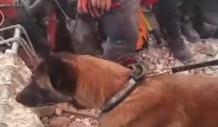 Un equipo de rescate argentino, con la invaluable ayuda de un perro llamado Bart, logró un hito conmovedor en medio de la tragedia que azota