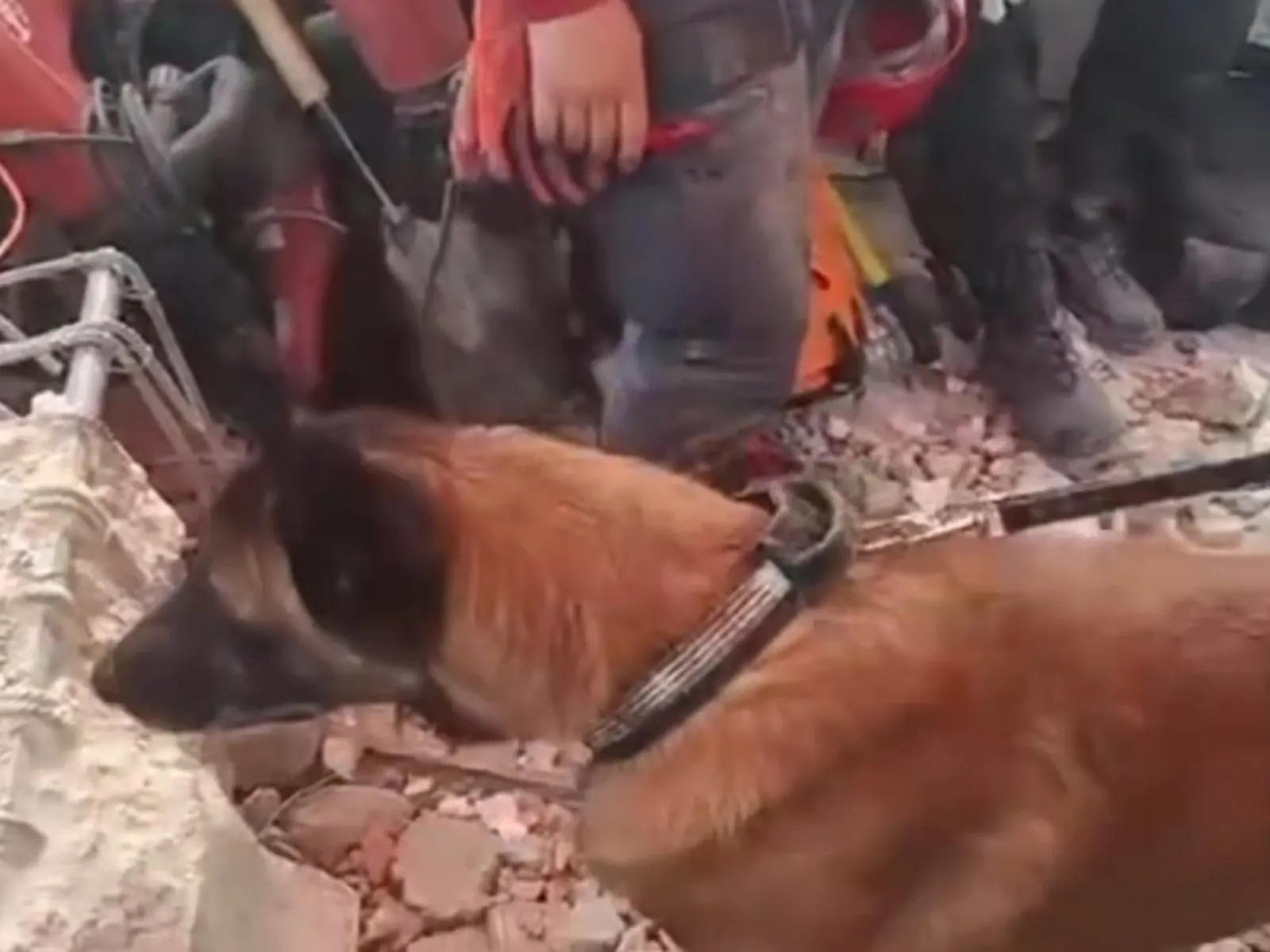 Perro Bart, un canino de rescate argentino, trabajando entre escombros en Venezuela.