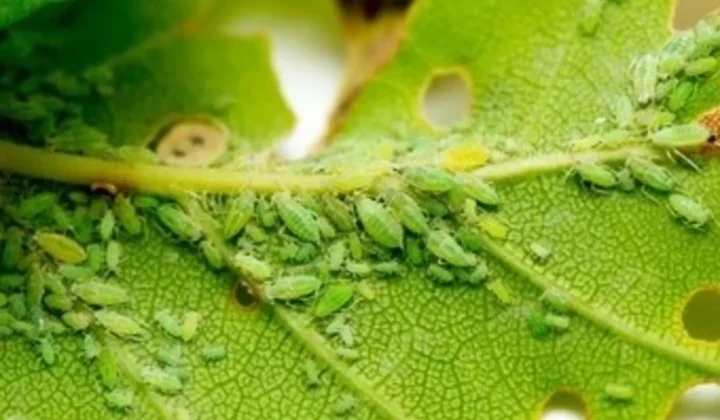 La Lucha Ancestral Contra las Plagas: Un Desafío Constante para la Agricultura Argentina