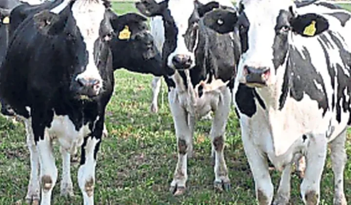Crece la producción de leche en Argentina, pero se achica el número de tambos