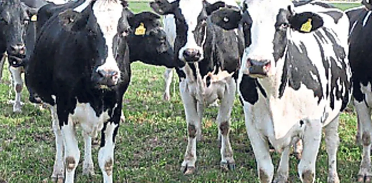 Crece la producción de leche en Argentina, pero se achica el número de tambos
