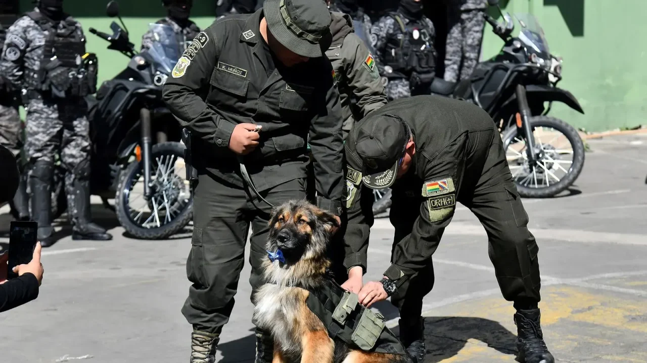 La historia de Rex, un perro callejero que hasta hace poco deambulaba sin nombre por las calles de Cochabamba, Bolivia, ha conmovido a mucho