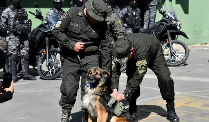 La historia de Rex, un perro callejero que hasta hace poco deambulaba sin nombre por las calles de Cochabamba, Bolivia, ha conmovido a mucho