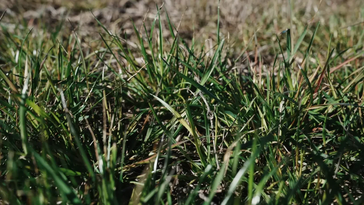Syngenta lanza Authence en Argentina: una nueva arma contra el raigrás resistente