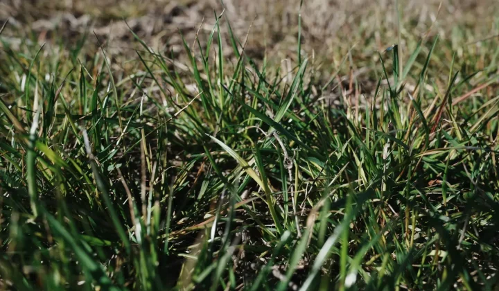 Syngenta lanza Authence en Argentina: una nueva arma contra el raigrás resistente
