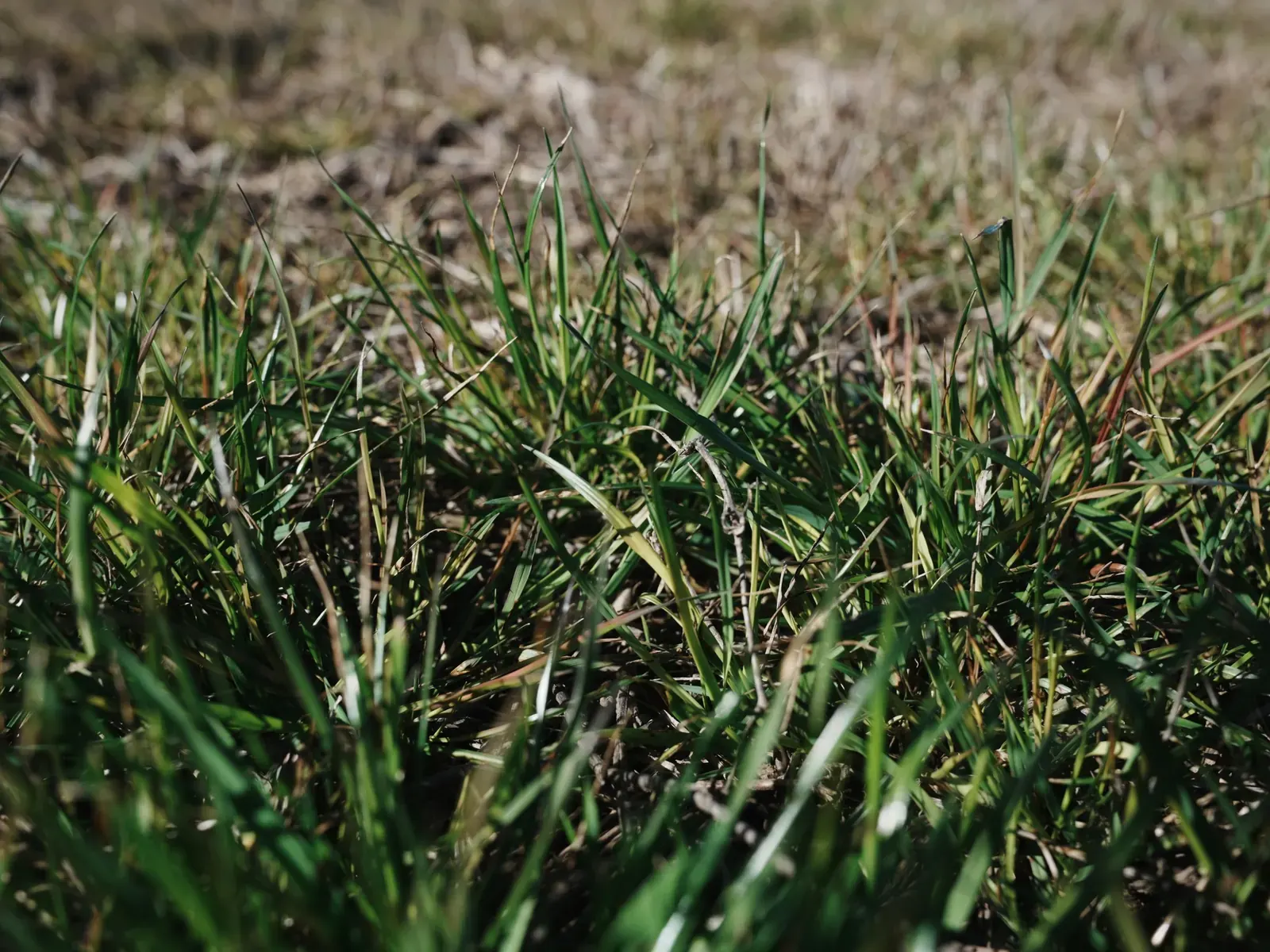 Campo argentino mostrando la efectividad del herbicida Syngenta Authence contra el raigrás resistente en un ensayo.