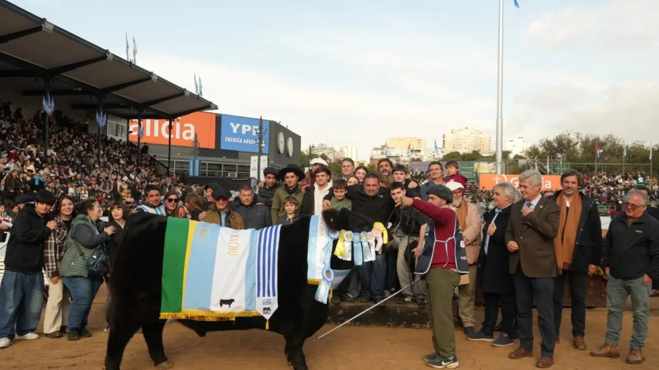 El toro “Rip” se consagró Gran Campeón Macho Angus en Palermo y refuerza el perfil exportador de la genética argentina