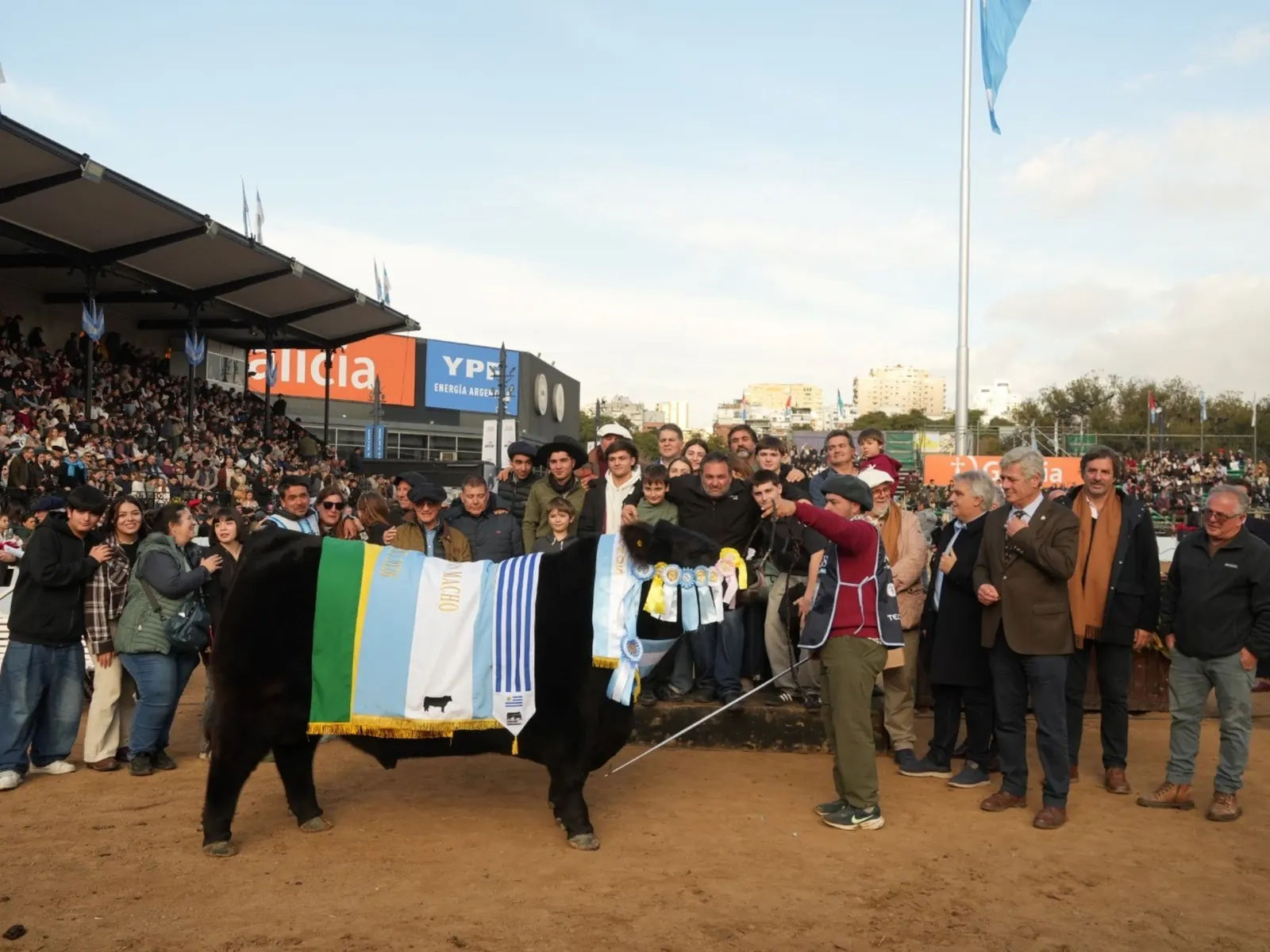 Toro Rip, Gran Campeón Macho Angus, en la pista de la 138ª Exposición Rural de Palermo, con pecheras celestes y blancas de los cabañeros