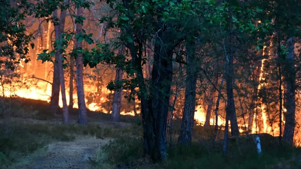 Incendio forestal en Fontainebleau: 600 bomberos combaten un fuego que avanza en un bosque histórico cerca de París