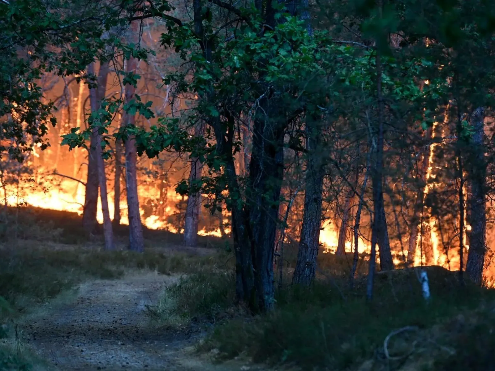 Bomberos y aviones hidrantes combatiendo un intenso incendio forestal en el bosque de Fontainebleau, cerca de París.