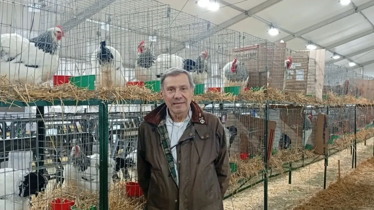 El arte de criar aves, un pilar histórico de la ganadería argentina, regresa a la Exposición Rural