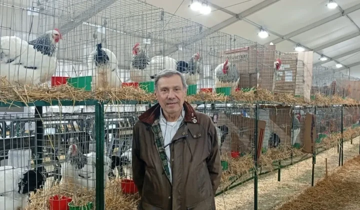 El arte de criar aves, un pilar histórico de la ganadería argentina, regresa a la Exposición Rural