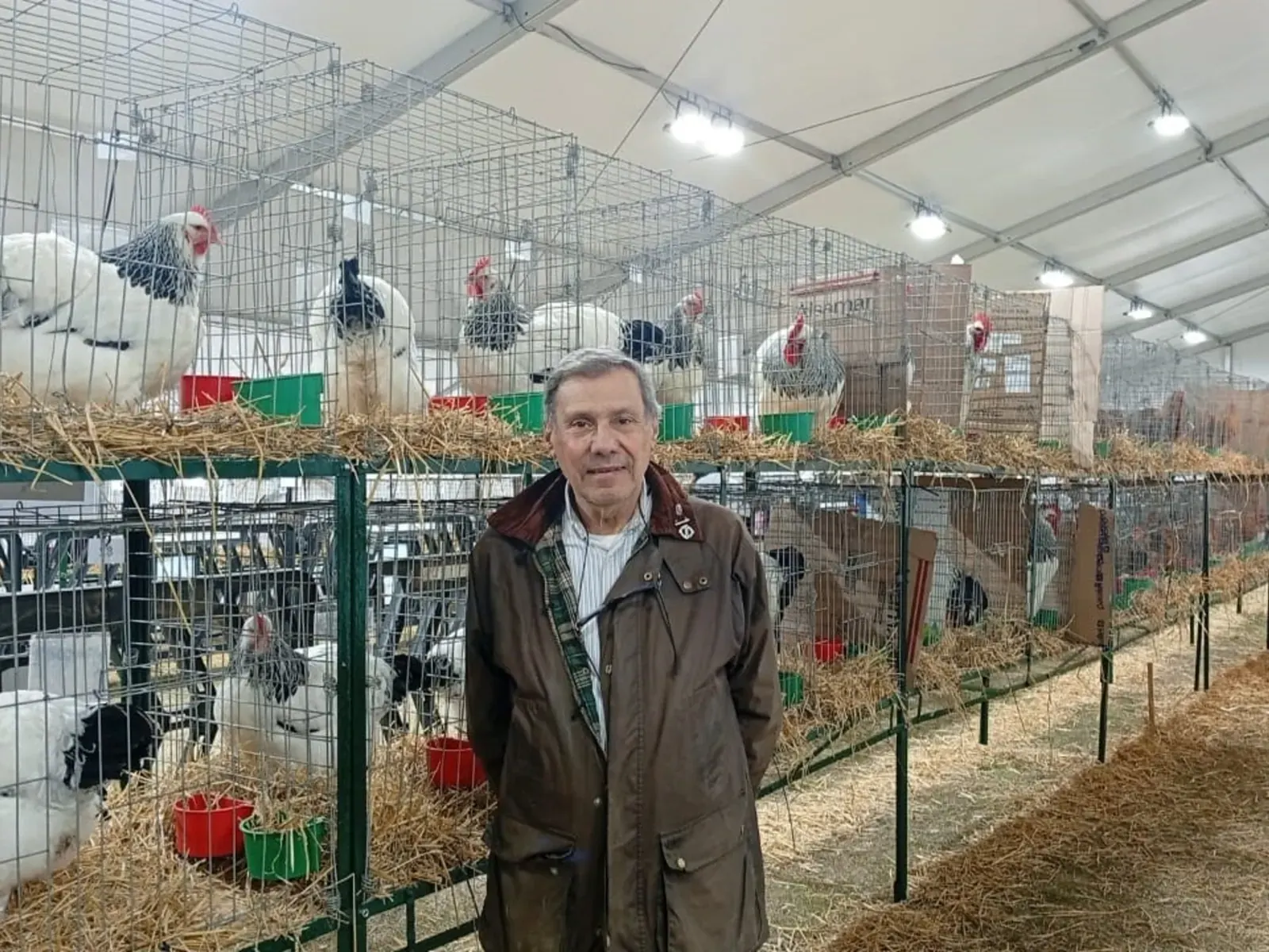 Un grupo de gallinas y gallos de diversas razas exhibidos en el pabellón de aves de la Exposición Rural de Palermo.