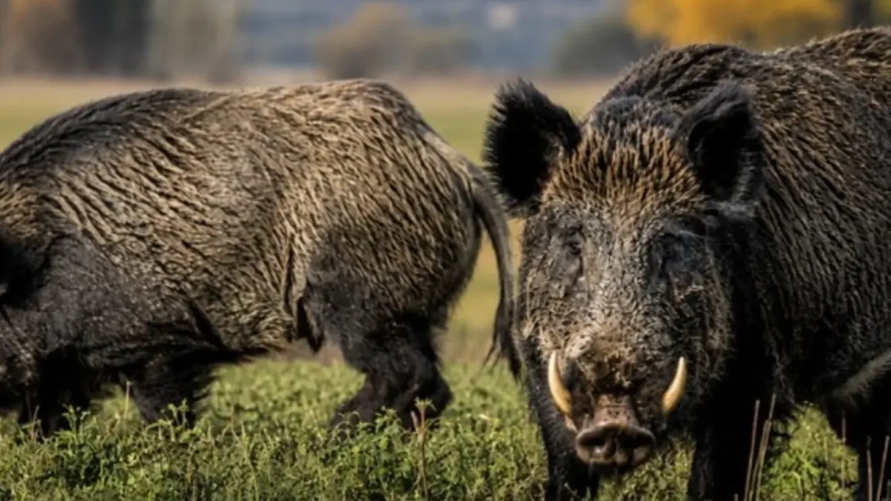 El jabalí europeo, introducido en Argentina a principios del siglo XX con fines de caza deportiva, se ha transformado en una de las especies