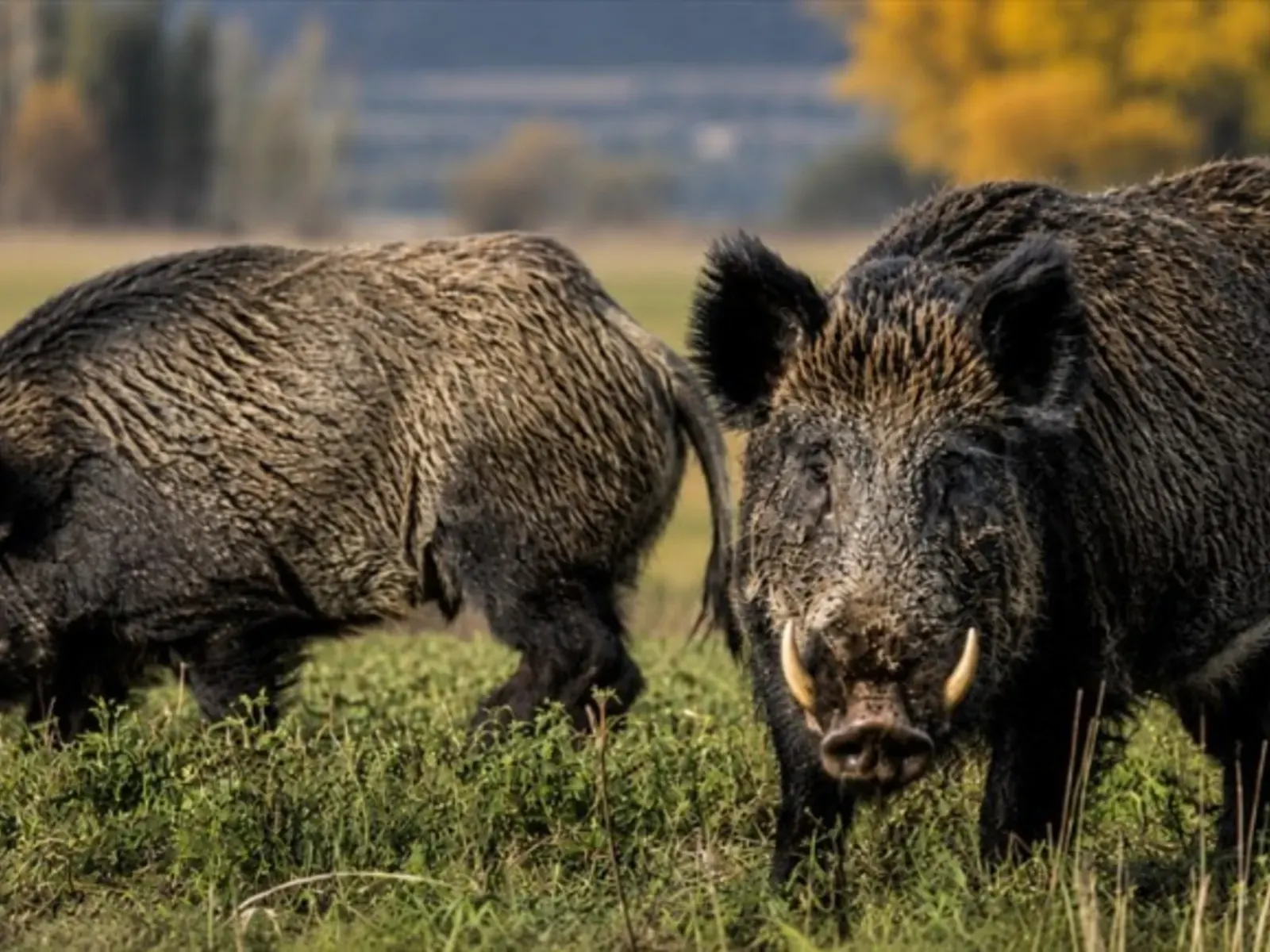 Campo argentino afectado por la invasión de jabalíes