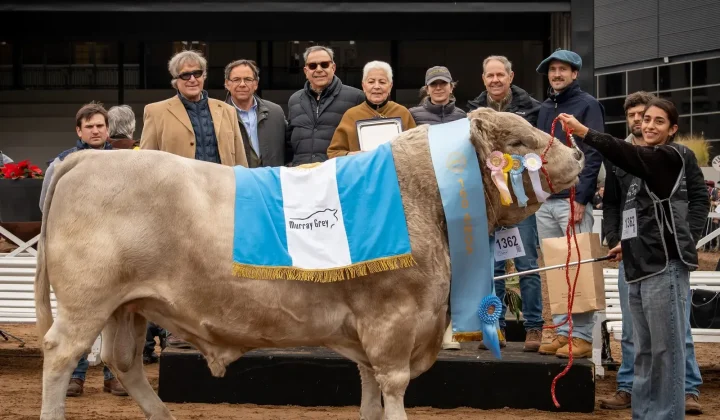 La Trinidad hace doblete en la Exposición Rural de Palermo: el toro Murray Grey suma su tercera corona mundial