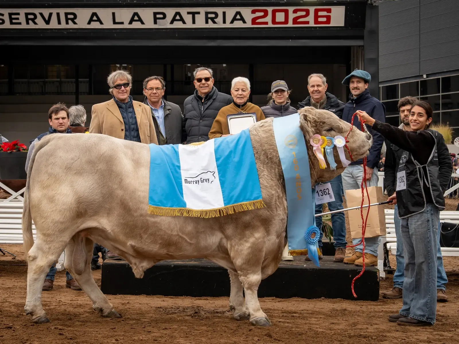 Toro Murray Grey Gran Campeón Macho en la Exposición Rural de Palermo, propiedad de la cabaña La Trinidad, durante la jura