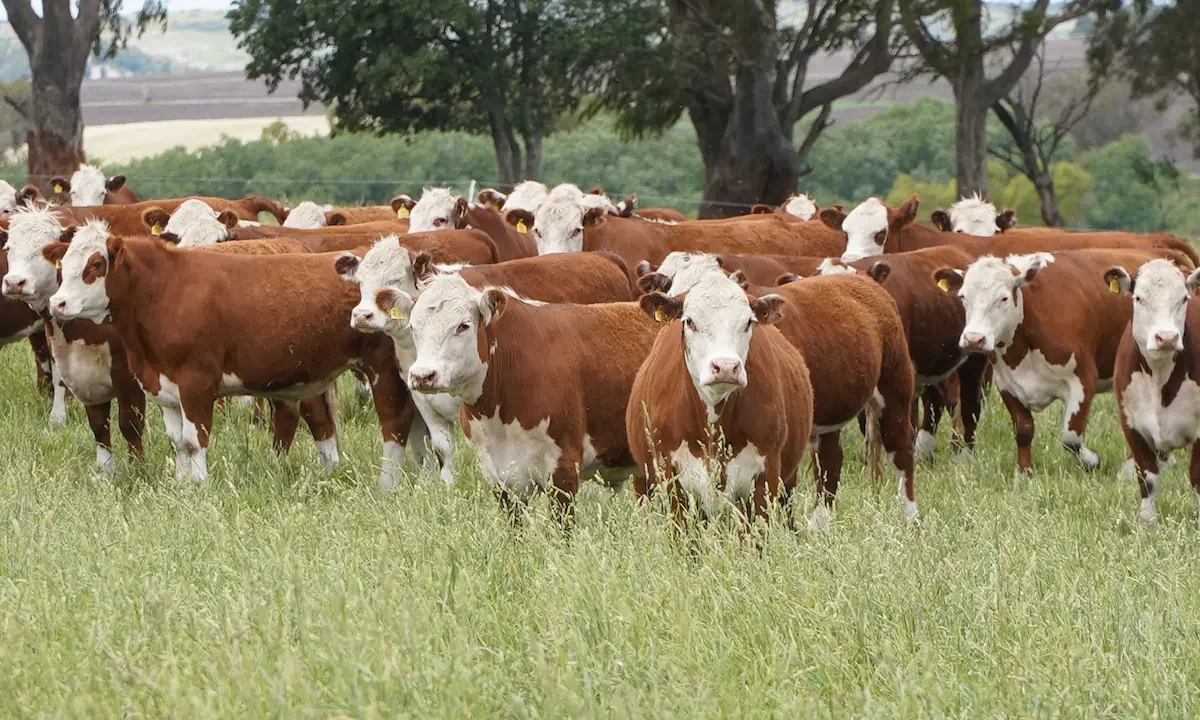 Campos ganaderos en Argentina: precios en alza y expectativa por el futuro