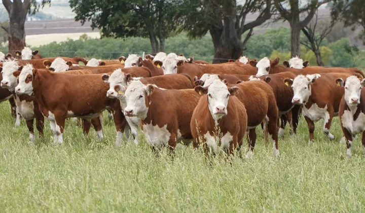 Campos ganaderos en Argentina: precios en alza y expectativa por el futuro