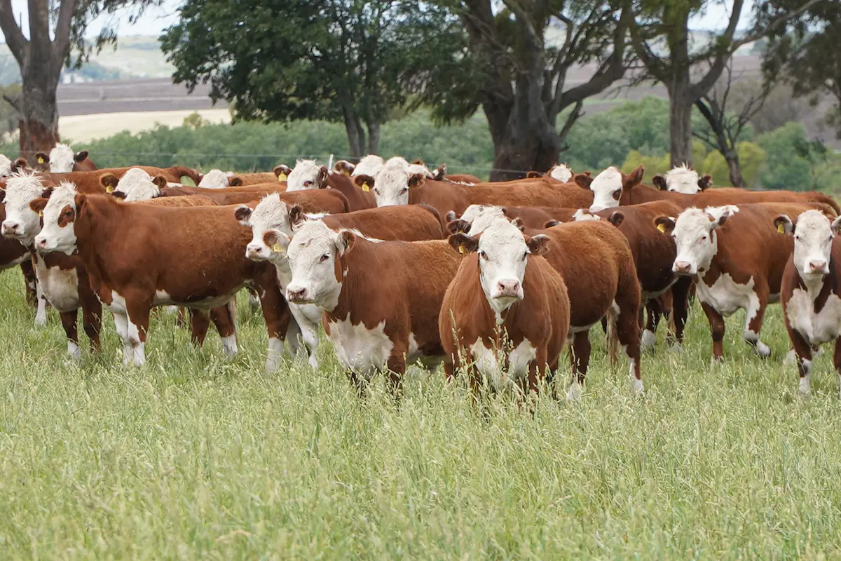 Campo ganadero en la provincia de Buenos Aires, Argentina.