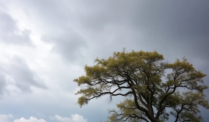 Alerta amarilla por viento en Tucumán: zonas afectadas y recomendaciones del Servicio Meteorológico