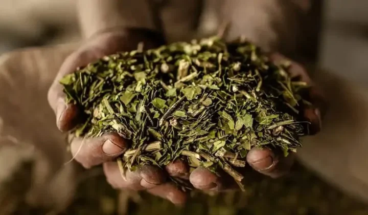 De la bombilla al laboratorio: la yerba mate se consolida como objeto de estudio internacional
