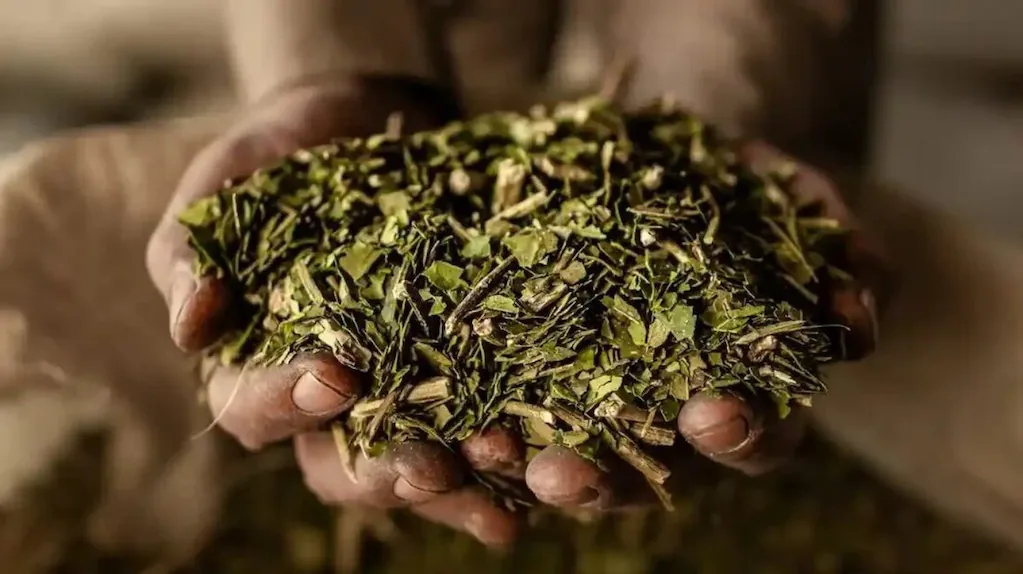 De la bombilla al laboratorio: la yerba mate se consolida como objeto de estudio internacional