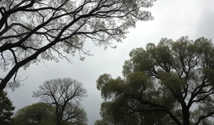 Alerta amarilla por viento en Chubut: ráfagas de hasta 90 km/h y zonas afectadas