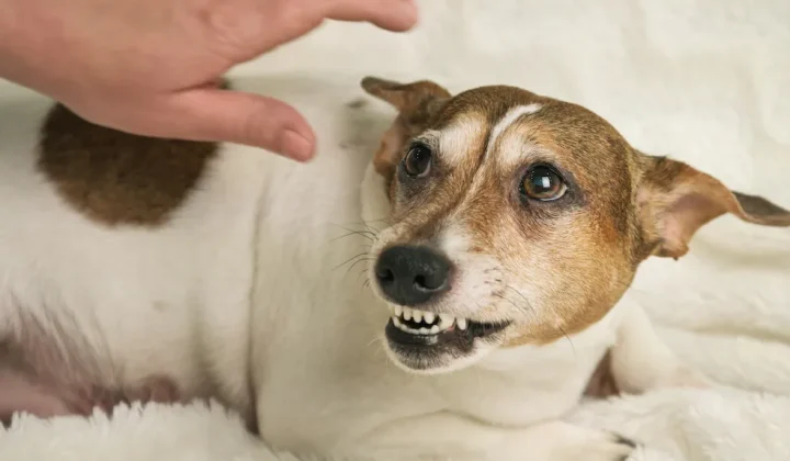 Cambios de conducta en perros: veterinarios piden no tratarlos solo como “mal comportamiento”