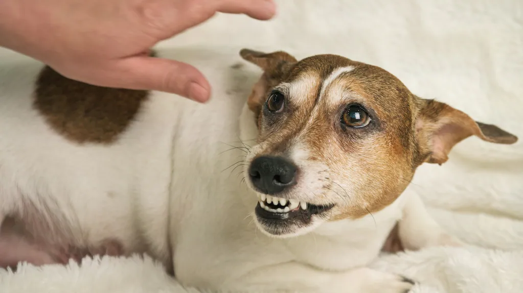 Cambios de conducta en perros: veterinarios piden no tratarlos solo como “mal comportamiento”